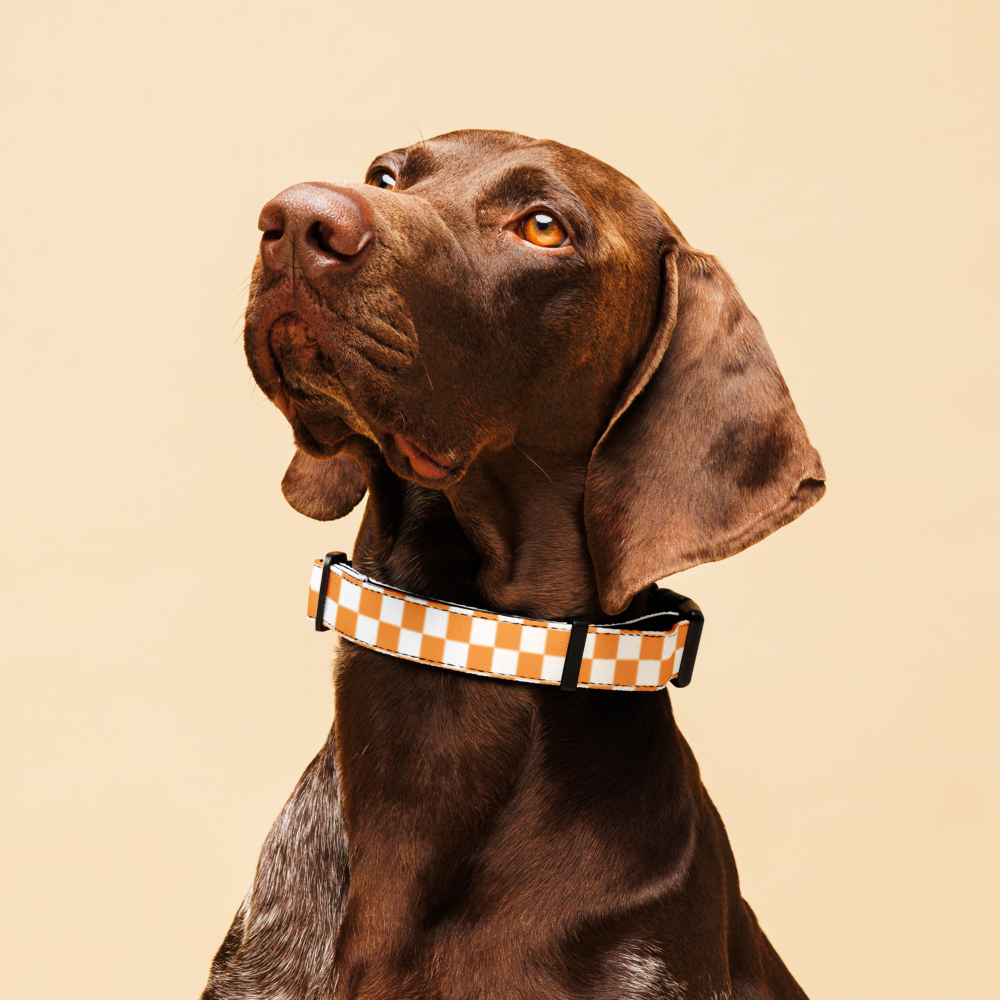 Checkerboard Traditions- Pet Collar